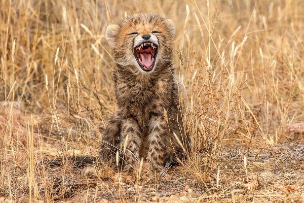 Kenya-Masai Mara National Reserve Close-up of cheetah cub yawning